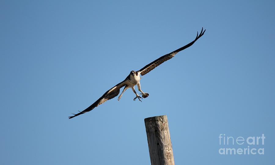 Birds Photograph - The Ospreys First Catch Collection Image I by Scenesational Photos Birds Photograph - The Ospreys First Catch Collection Image I by Scenesational Photos