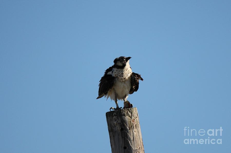Birds Photograph - The Ospreys First Catch Collection Image III by Scenesational Photos Birds Photograph - The Ospreys First Catch Collection Image III by Scenesational Photos