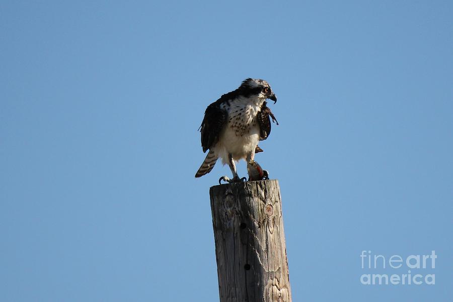 Birds Photograph - The Ospreys First Catch Collection Image IV by Scenesational Photos Birds Photograph - The Ospreys First Catch Collection Image IV by Scenesational Photos