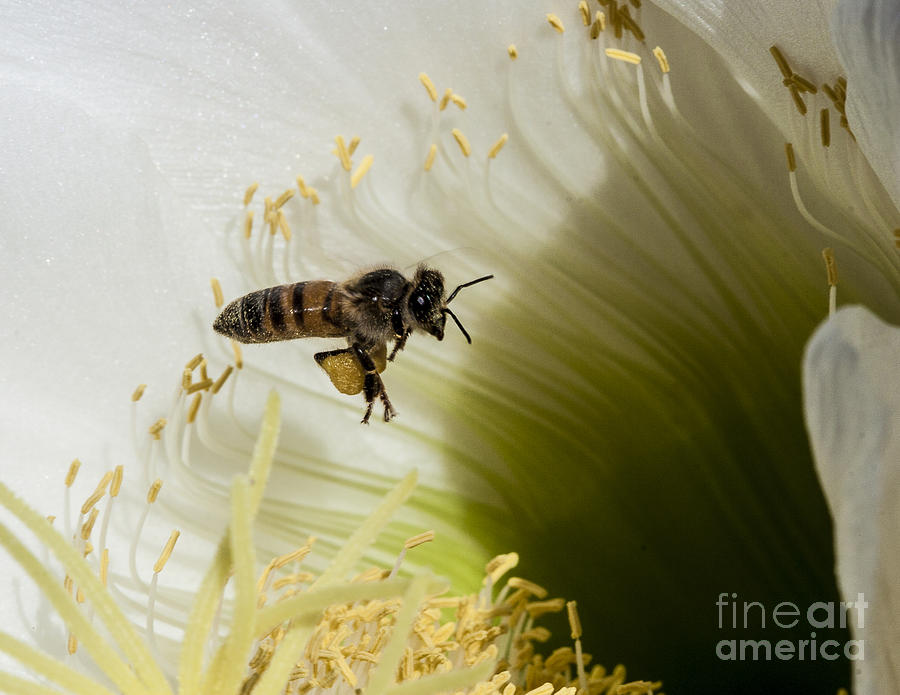 The Overloaded Bee Photograph by Darcy Michaelchuk