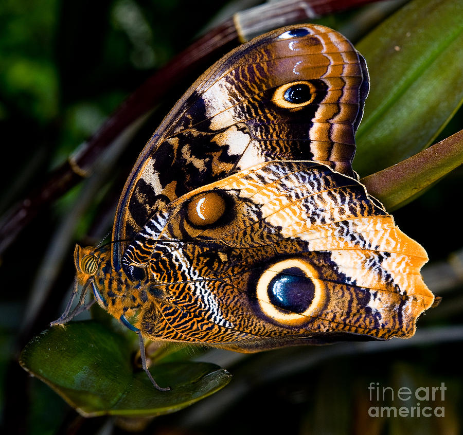 The Owl Butterfly 3 Photograph by Terry Elniski