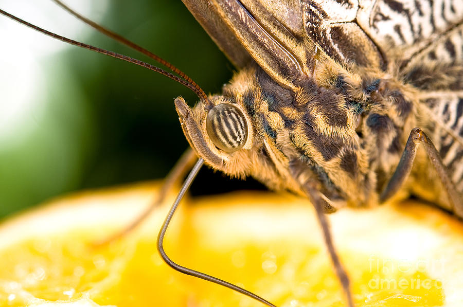 The Owl Butterfly Extreme Close Up Photograph by Terry Elniski