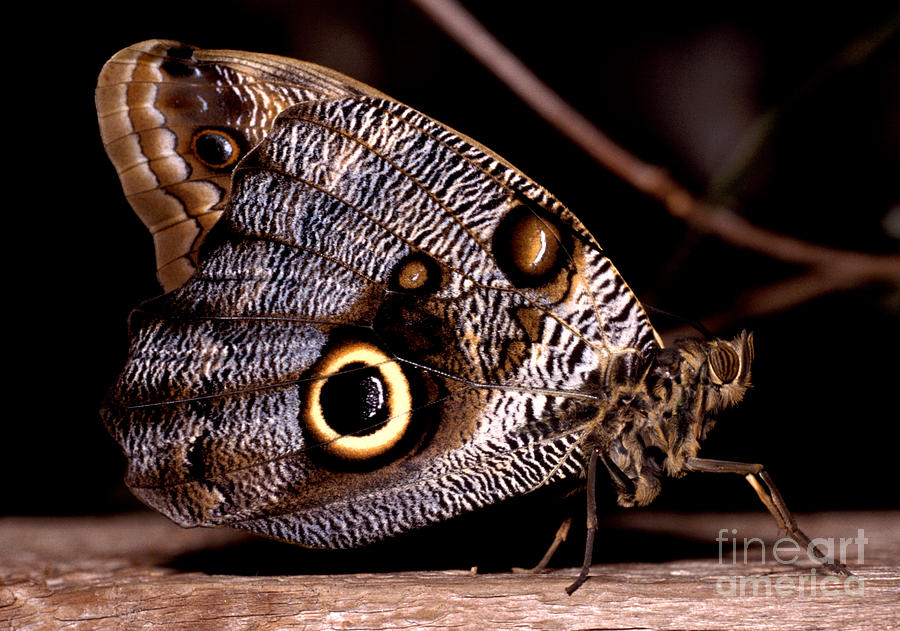 The Owl Butterfly Photograph by Terry Elniski