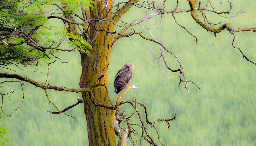 The Owls Overlook Photograph by Steve McKinzie