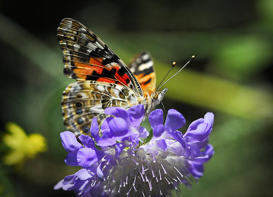 The Painted Lady Butterfly  Photograph by Saija Lehtonen