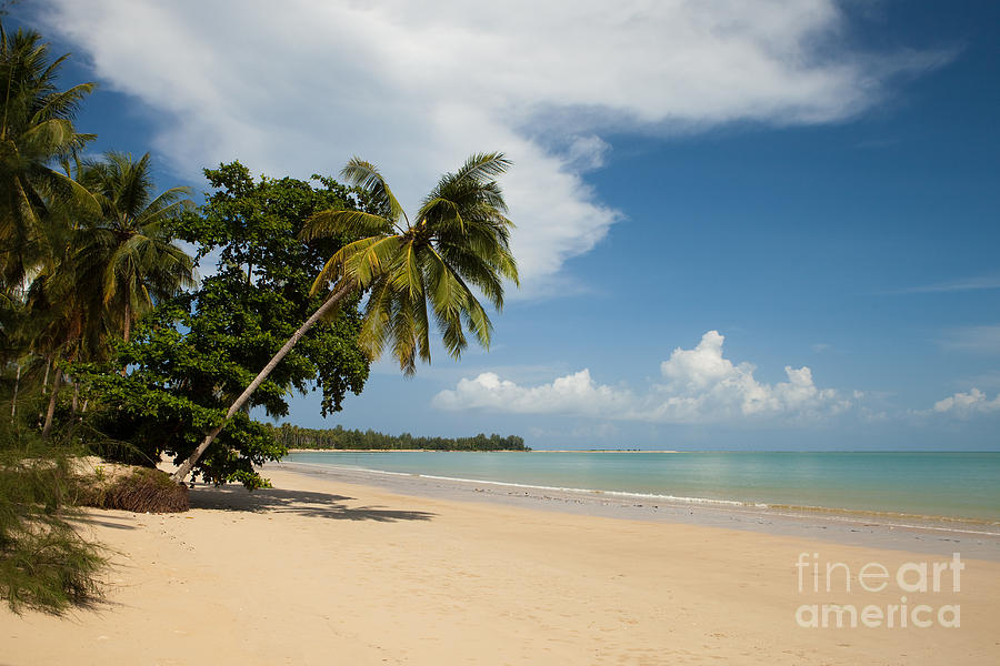 The Palms of Khao Lak Photograph by Pete Reynolds