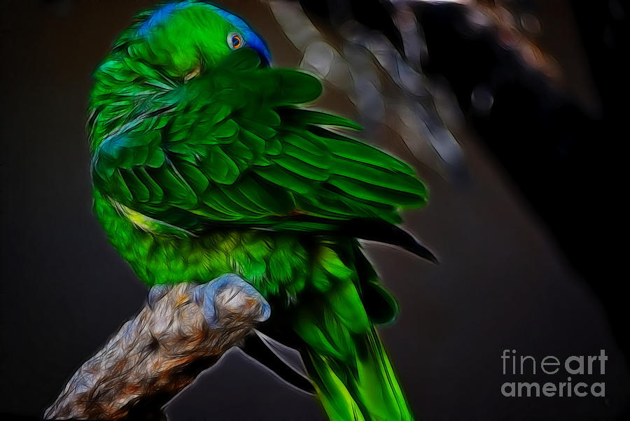 The Parrot Fractal Photograph by Donna Greene