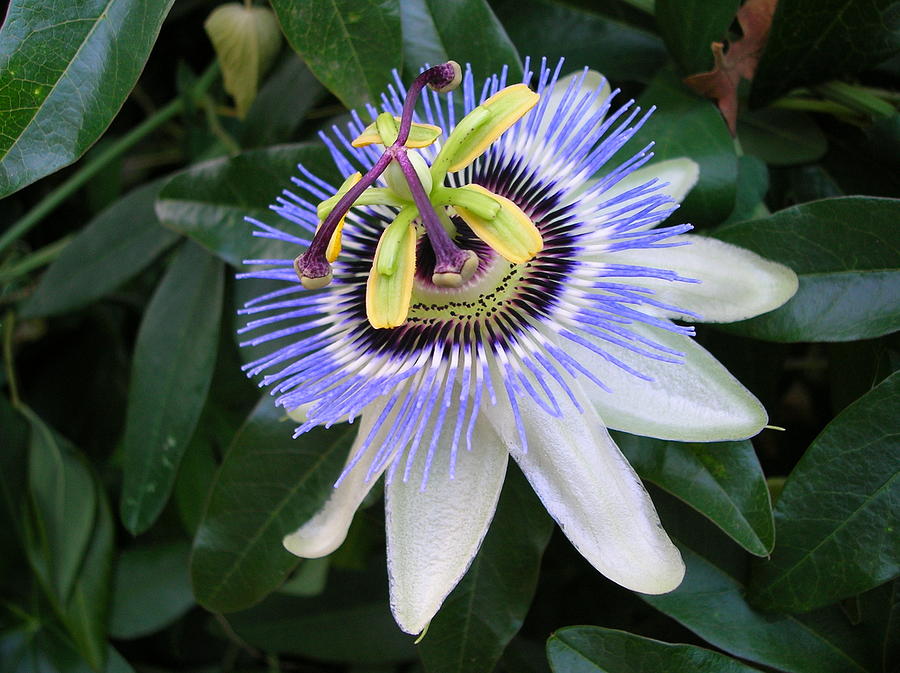 Nature Photograph - The Passion Flower by Margaret Pitcher