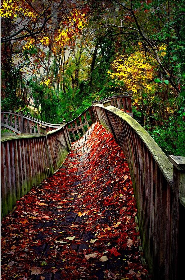 The Path Less Taken Digital Art by Carrie OBrien Sibley