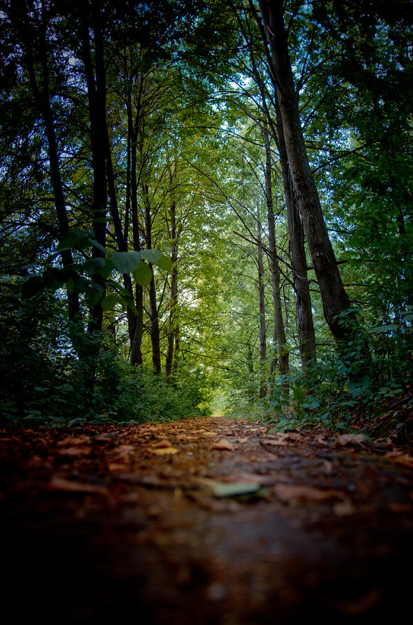 The pathway in the forest Photograph by Michael Goyberg