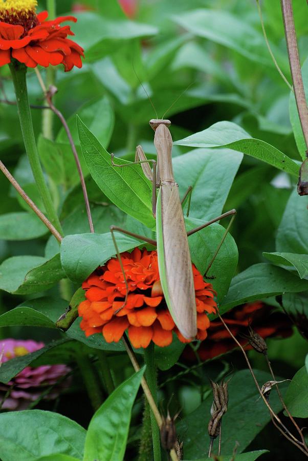 Insects Photograph - The Patience of a Mantis by Thomas Woolworth