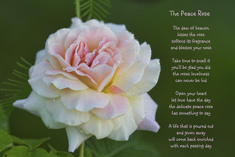 The Peace Rose Photograph by Kathy Clark
