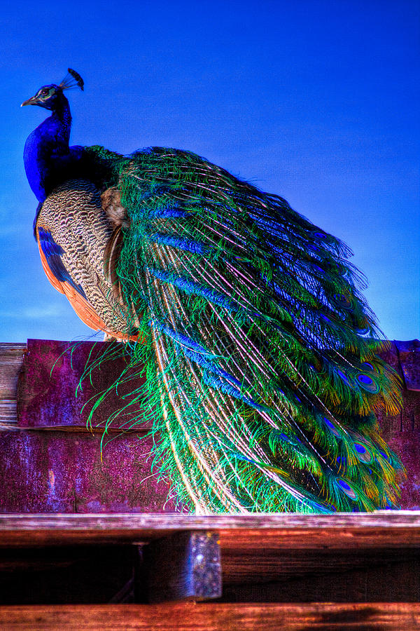 Peacock Photograph - The Peacock by David Patterson
