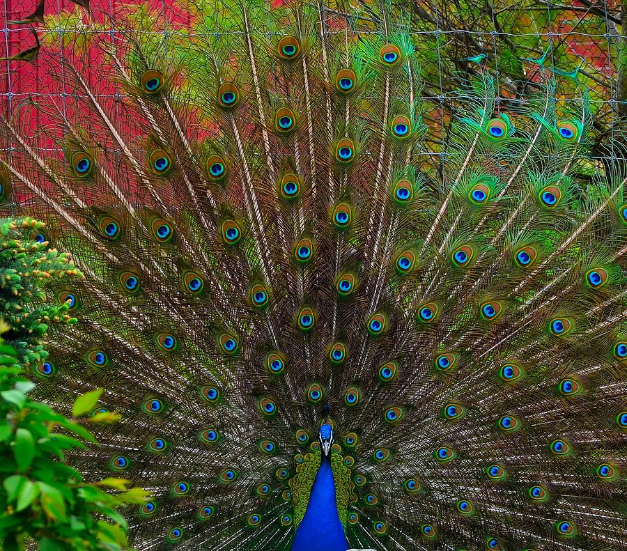 The Peacock Photograph By Dawn Santos Fine Art America 5959