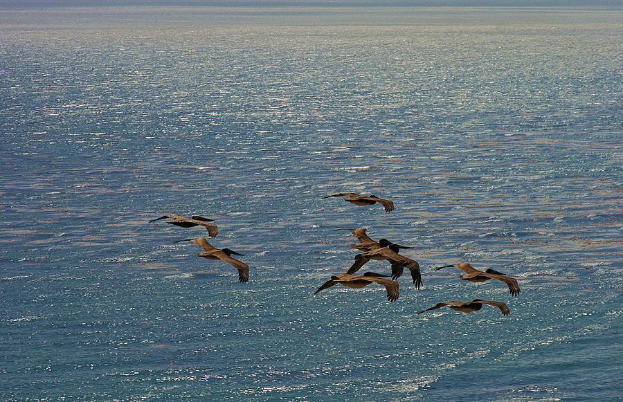 The Pelicans hunting Photograph by Viktor Savchenko