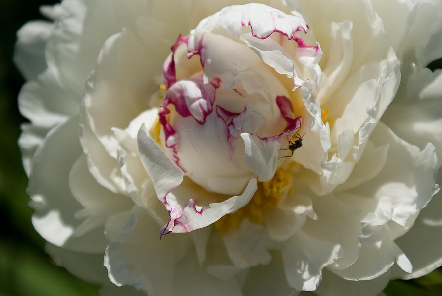 The Peony and the Ant Photograph by Jo Smoley