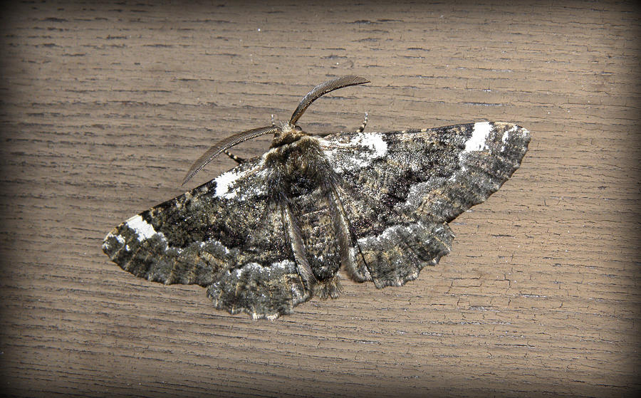 The Peppered Moth Photograph by Kim Galluzzo Wozniak