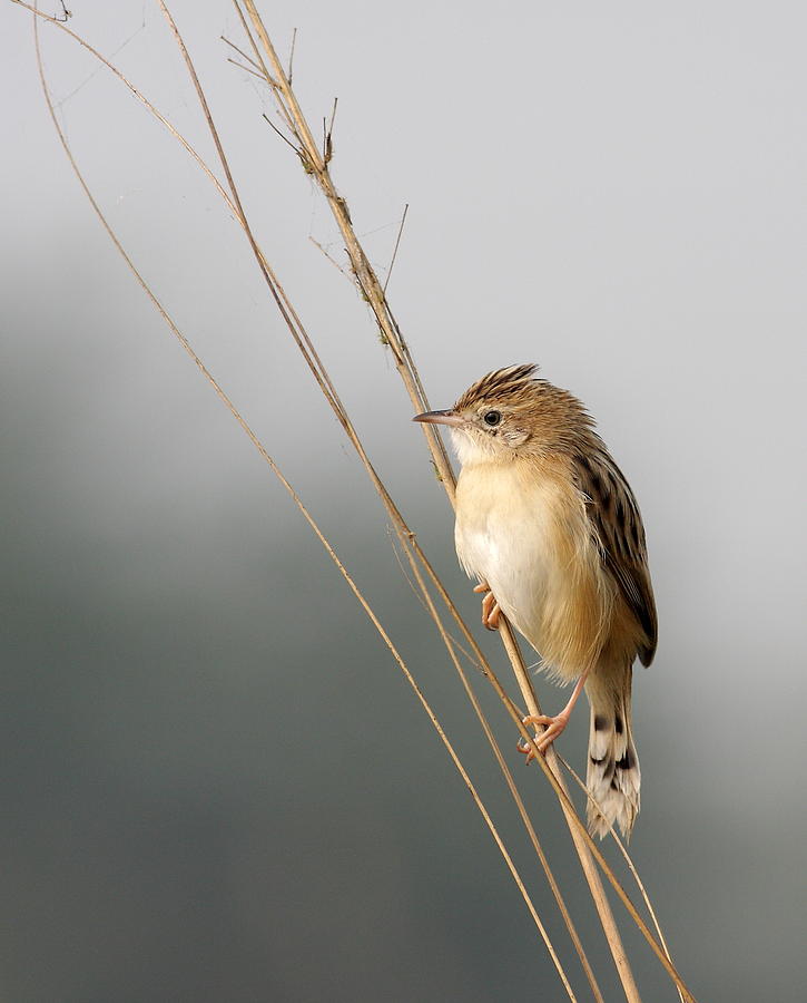 The Perfect Pose Photograph by Suranjan Mukherjee - Fine Art America