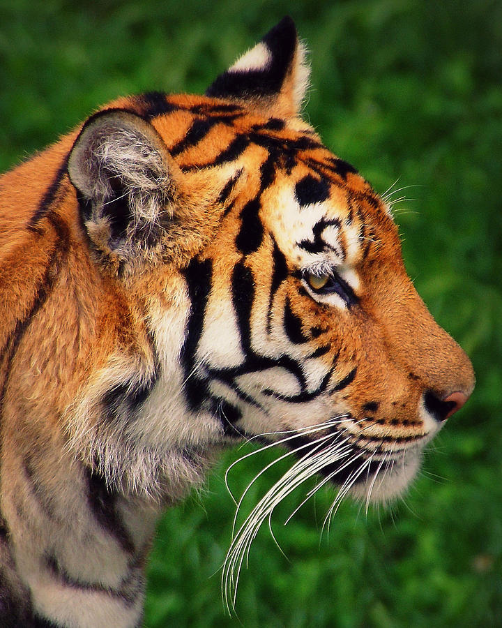 Tiger Photograph - The Perfect Predator by Bogdan M Nicolae