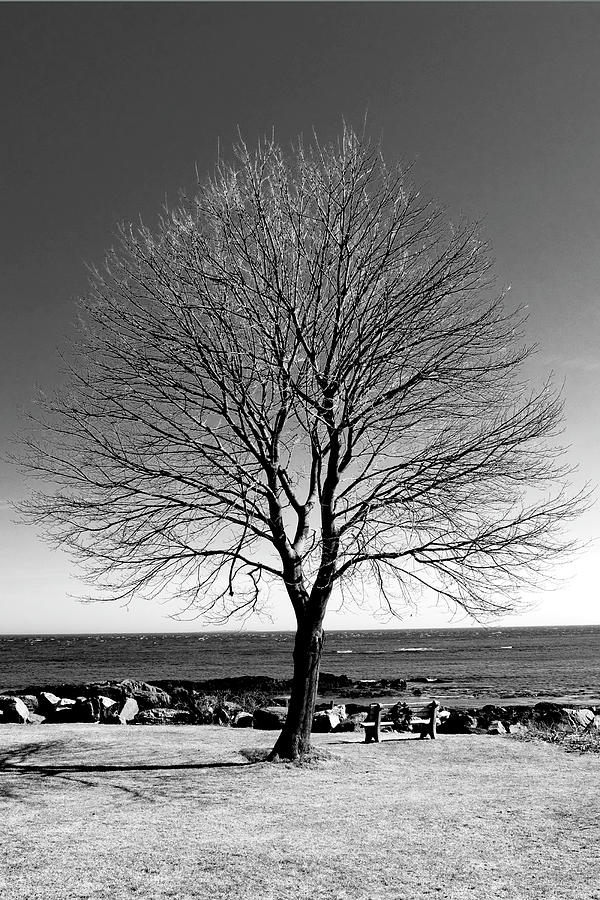 The Perfect Tree Photograph by Greg Fortier