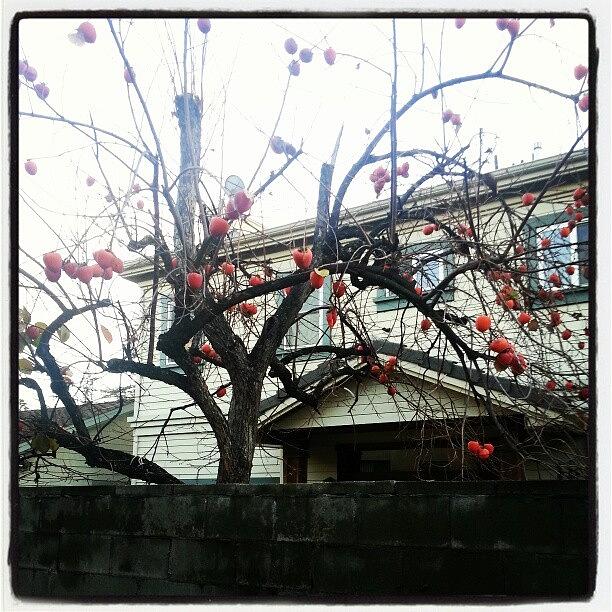 Fruit Photograph - The Persimmon Tree Next Door Has No by Lisa Marchbanks