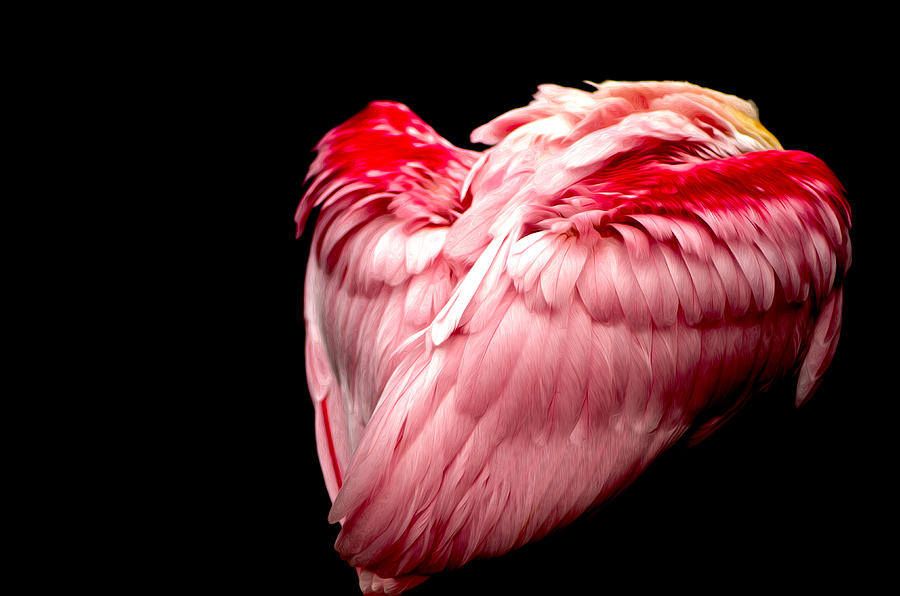 The Pink Bird Photograph by Jessica Brooks