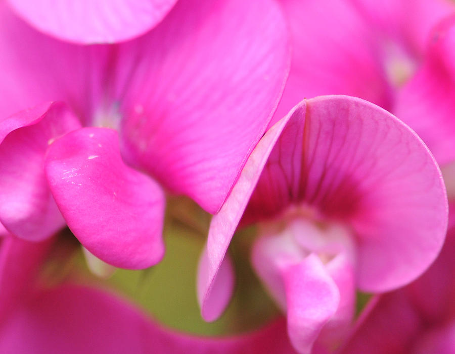 The Pink Flower Photograph