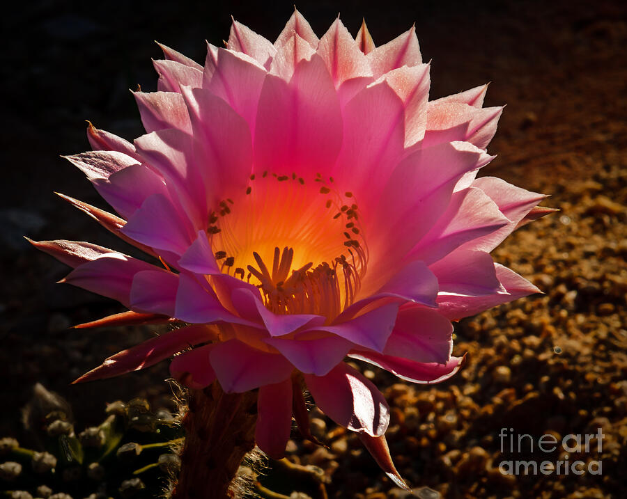The Pink One Photograph by Robert Bales