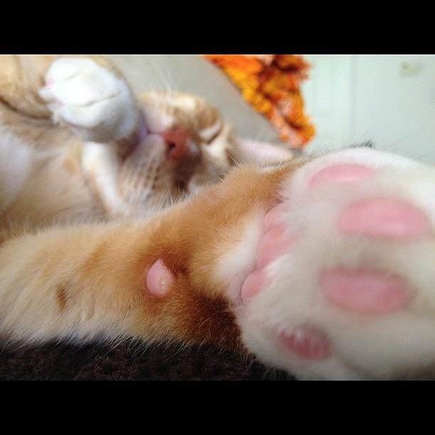 Cat Photograph - The Pink Paws..#paws #cat #pink #soft by Eri B
