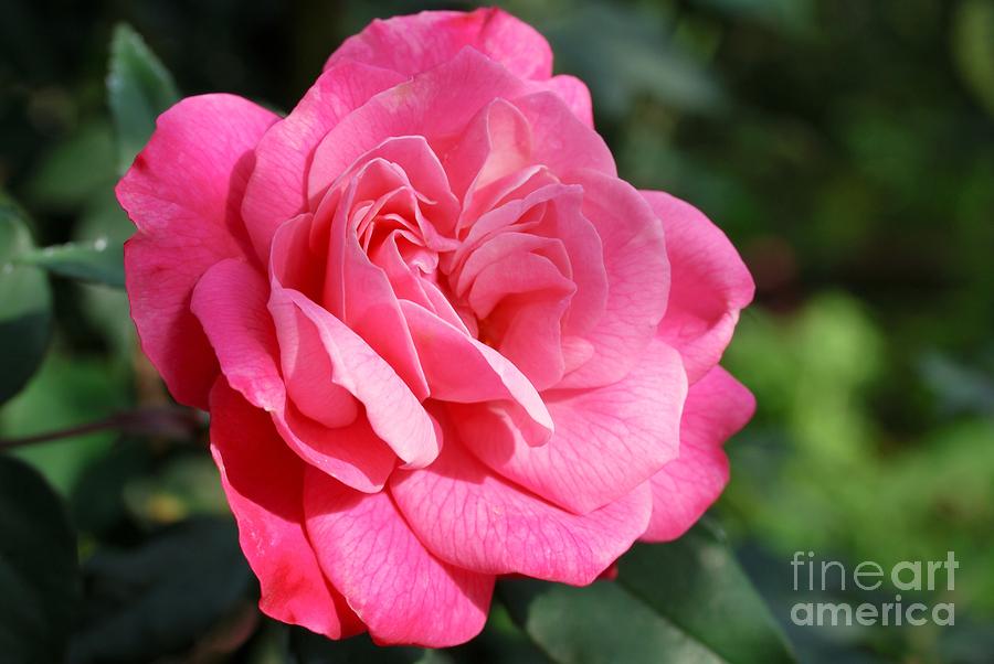Nature Photograph - The Pink Rose by Fotosas Photography