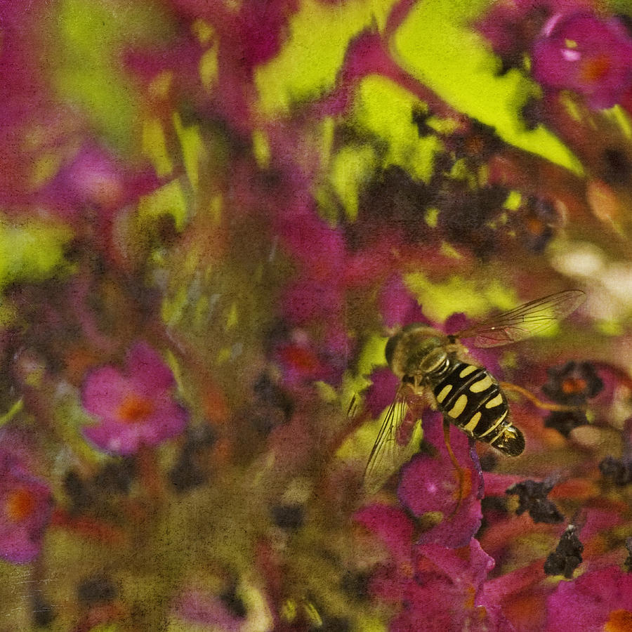 Flower Photograph - The Pollenator by Bonnie Bruno