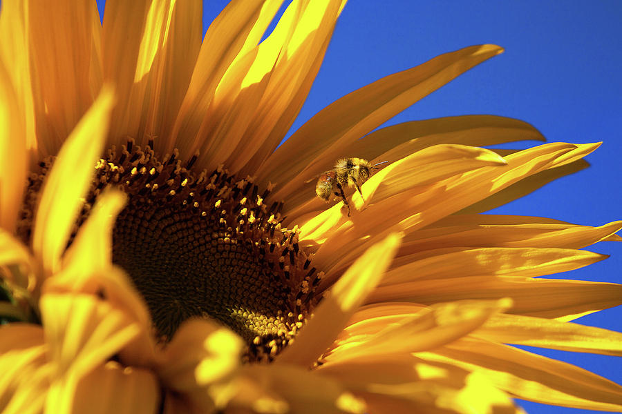 The Pollenator Photograph by Jim Garrison