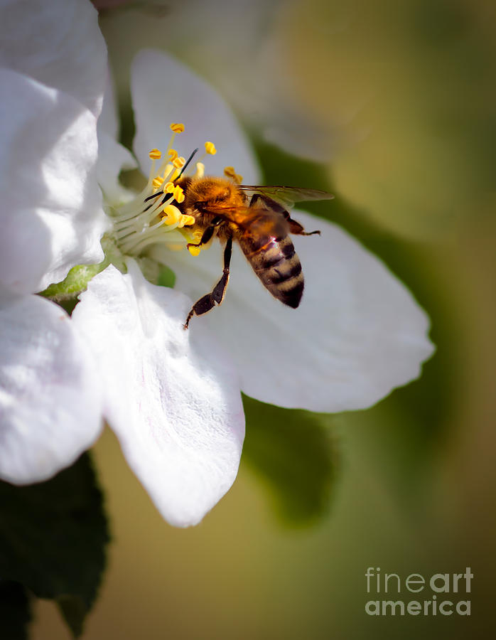 Animal Photograph - The Pollinator by Robert Bales