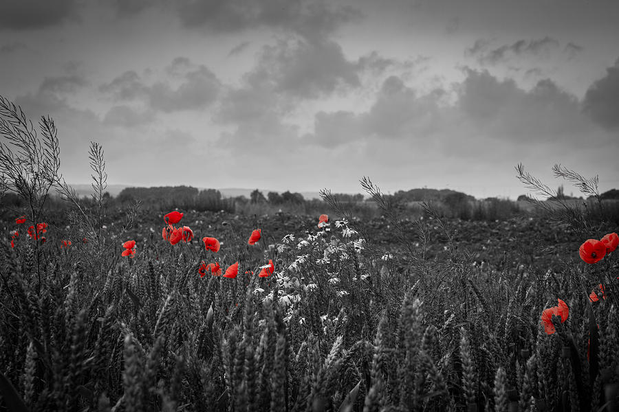 The Poppy Photograph by Andreas Levi