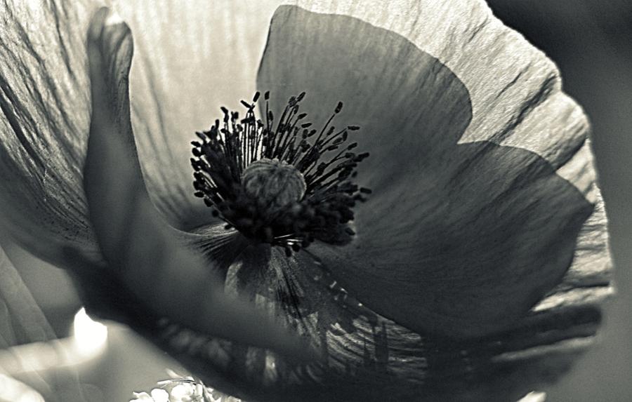 The Poppy Photograph by Marysue Ryan