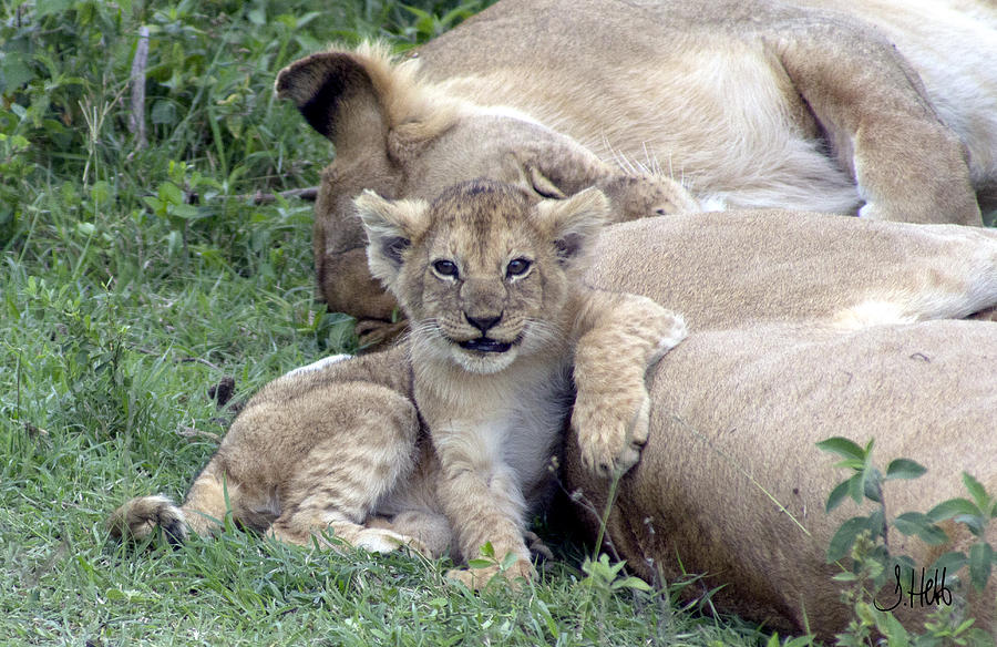 Lion Cub Photograph - The Poser by John Hebb