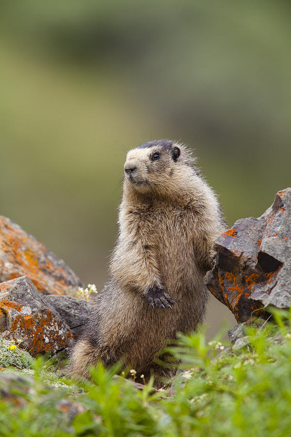 The Poser Photograph by Tim Grams - Fine Art America