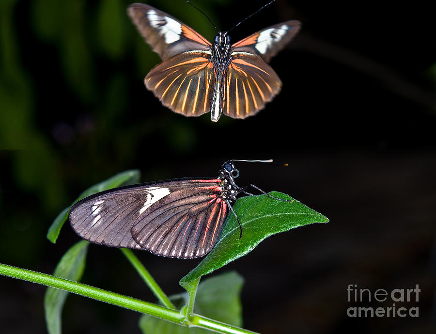 The Postman Butterflies Photograph by Terry Elniski