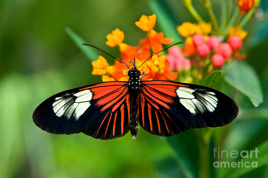 The Postman Butterfly 2  Photograph by Terry Elniski