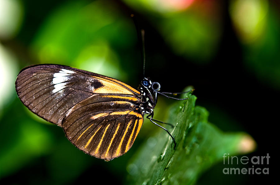 The Postman Butterfly Photograph by Terry Elniski