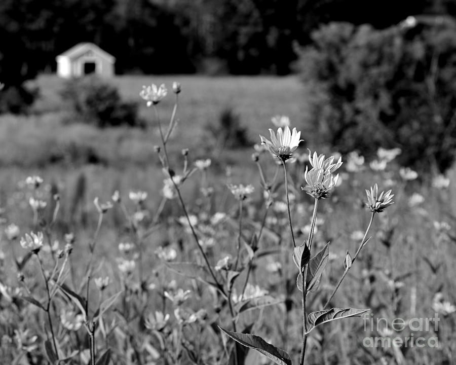 The Prairie Photograph by Sue Stefanowicz