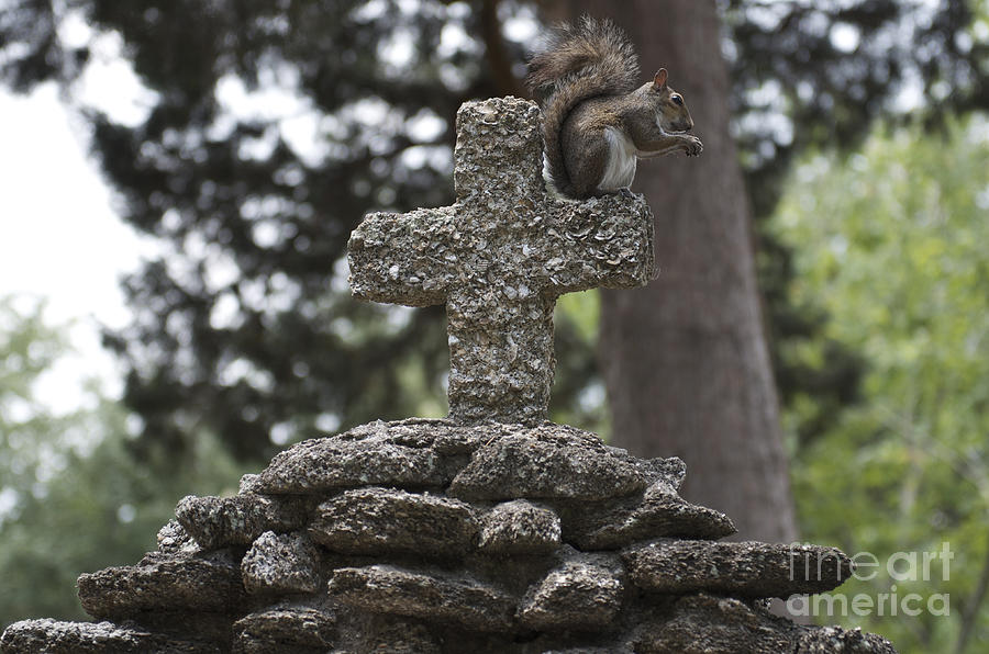 The Praying Squirrel Photograph by Jeanne  Woods