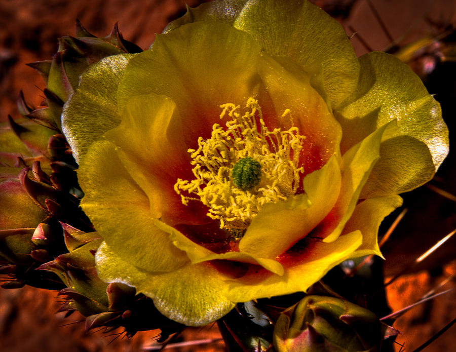 The Prickly Pear Cactus Flower Photograph by David Patterson