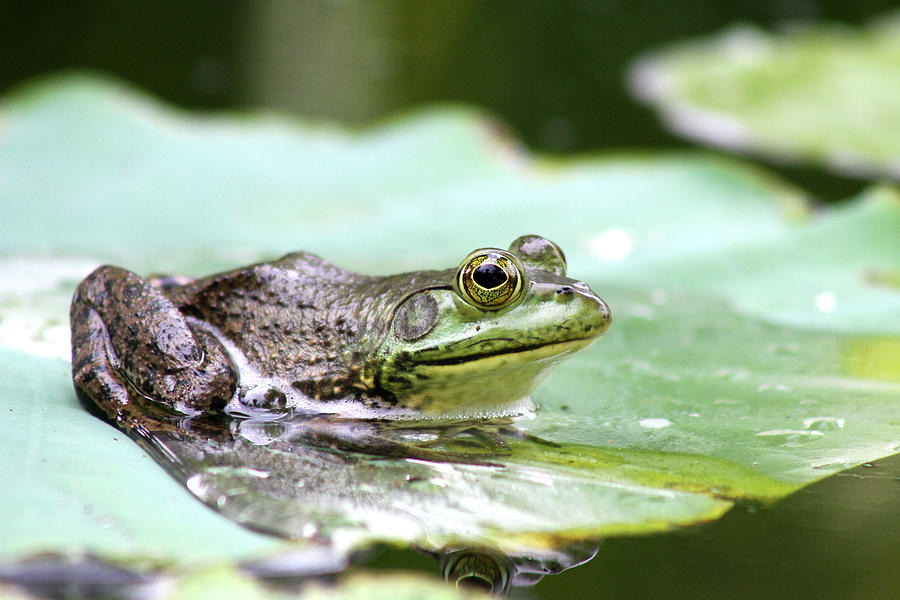 Nature Photograph - The Prince by Jose Rodriguez Nature Photograph - The Prince by Jose Rodriguez