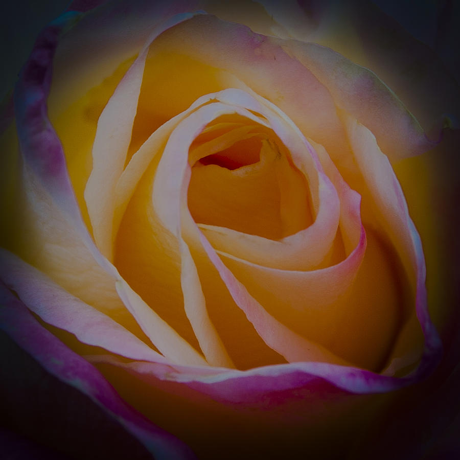 The Princess Diana Rose II Photograph by David Patterson