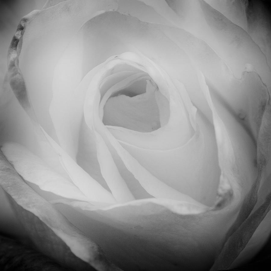 The Princess Diana Rose III Photograph by David Patterson