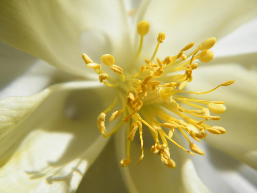 The Pulse of a White Columbine Photograph by Mary Sedivy - Fine Art America