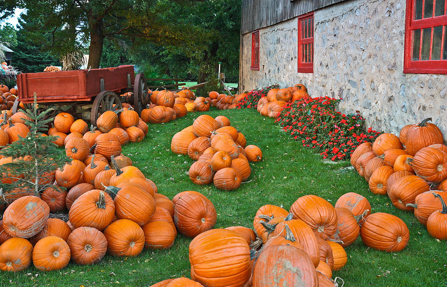 The Pumpkin Farm Photograph by Nick Mares
