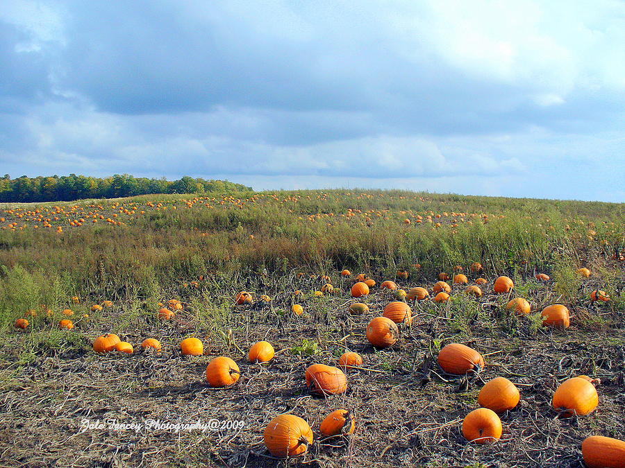 The Pumpkin Patch Photograph by Jale Fancey