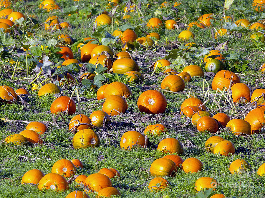 Pumpkin Photograph - The Pumpkin Patch by Sharon Talson
